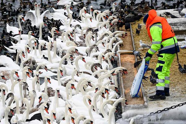 山东潍坊灾区72万只禽类待处理 无重点传染病暴发